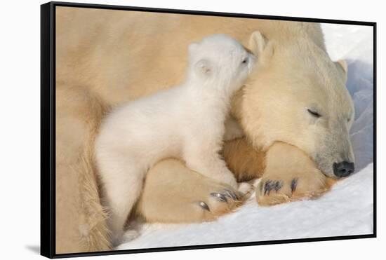 Cub Whispering to Mother-Howard Ruby-Framed Stretched Canvas