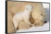 Cub Whispering to Mother-Howard Ruby-Framed Stretched Canvas