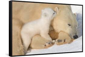 Cub Whispering to Mother-Howard Ruby-Framed Stretched Canvas