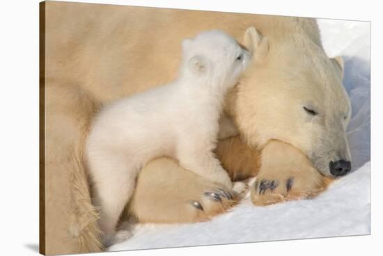 Cub Whispering to Mother-Howard Ruby-Stretched Canvas