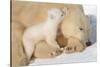 Cub Whispering to Mother-Howard Ruby-Stretched Canvas