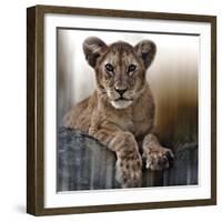 Cub-Bobbie Goodrich-Framed Giclee Print