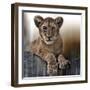 Cub-Bobbie Goodrich-Framed Giclee Print