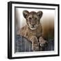 Cub-Bobbie Goodrich-Framed Giclee Print