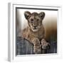 Cub-Bobbie Goodrich-Framed Giclee Print