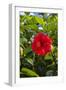 Cuba, Artemisa, Las Terrazas, Hibiscus Flower-Inger Hogstrom-Framed Photographic Print