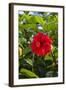 Cuba, Artemisa, Las Terrazas, Hibiscus Flower-Inger Hogstrom-Framed Photographic Print