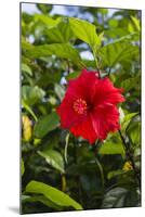 Cuba, Artemisa, Las Terrazas, Hibiscus Flower-Inger Hogstrom-Mounted Photographic Print