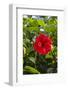 Cuba, Artemisa, Las Terrazas, Hibiscus Flower-Inger Hogstrom-Framed Photographic Print