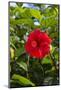 Cuba, Artemisa, Las Terrazas, Hibiscus Flower-Inger Hogstrom-Mounted Photographic Print