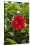 Cuba, Artemisa, Las Terrazas, Hibiscus Flower-Inger Hogstrom-Stretched Canvas