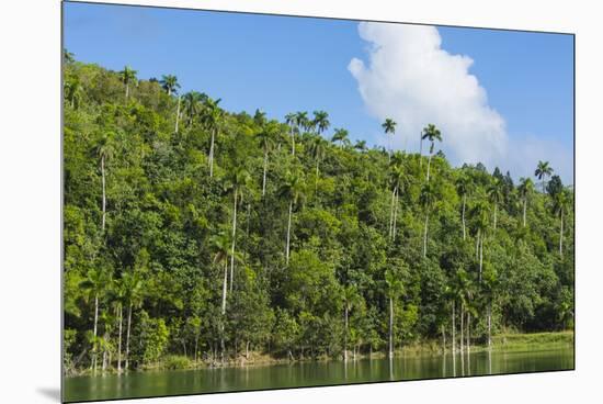 Cuba. Artemisa. Las Terrazas. UNESCO Biosphere Preserve and Eco-Community in the Rosario Mountains-Inger Hogstrom-Mounted Premium Photographic Print