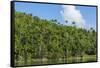 Cuba. Artemisa. Las Terrazas. UNESCO Biosphere Preserve and Eco-Community in the Rosario Mountains-Inger Hogstrom-Framed Stretched Canvas