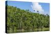 Cuba. Artemisa. Las Terrazas. UNESCO Biosphere Preserve and Eco-Community in the Rosario Mountains-Inger Hogstrom-Stretched Canvas