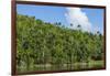 Cuba. Artemisa. Las Terrazas. UNESCO Biosphere Preserve and Eco-Community in the Rosario Mountains-Inger Hogstrom-Framed Photographic Print