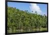 Cuba. Artemisa. Las Terrazas. UNESCO Biosphere Preserve and Eco-Community in the Rosario Mountains-Inger Hogstrom-Framed Photographic Print