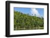 Cuba. Artemisa. Las Terrazas. UNESCO Biosphere Preserve and Eco-Community in the Rosario Mountains-Inger Hogstrom-Framed Photographic Print