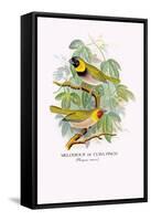 Cuba Finch-Arthur G. Butler-Framed Stretched Canvas