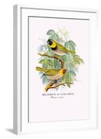 Cuba Finch-Arthur G. Butler-Framed Art Print