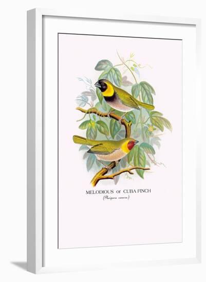 Cuba Finch-Arthur G. Butler-Framed Art Print