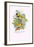 Cuba Finch-Arthur G. Butler-Framed Art Print