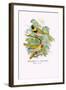 Cuba Finch-Arthur G. Butler-Framed Art Print