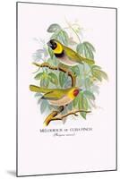 Cuba Finch-Arthur G. Butler-Mounted Art Print