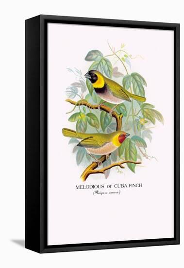 Cuba Finch-Arthur G. Butler-Framed Stretched Canvas