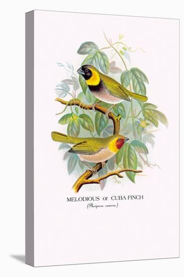 Cuba Finch-Arthur G. Butler-Stretched Canvas