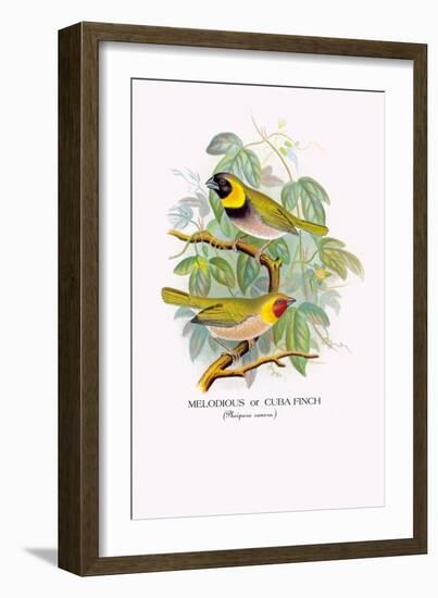 Cuba Finch-Arthur G. Butler-Framed Art Print