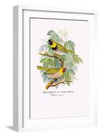 Cuba Finch-Arthur G. Butler-Framed Art Print