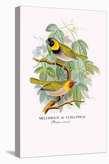 Cuba Finch-Arthur G. Butler-Stretched Canvas