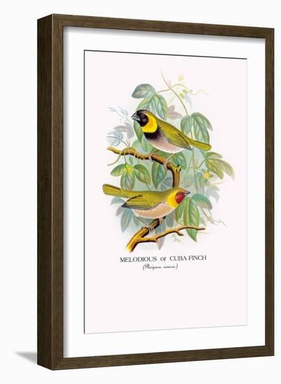 Cuba Finch-Arthur G. Butler-Framed Art Print