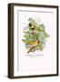 Cuba Finch-Arthur G. Butler-Framed Art Print