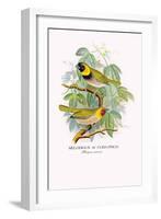 Cuba Finch-Arthur G. Butler-Framed Art Print