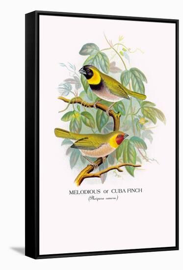 Cuba Finch-Arthur G. Butler-Framed Stretched Canvas