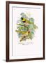 Cuba Finch-Arthur G. Butler-Framed Art Print