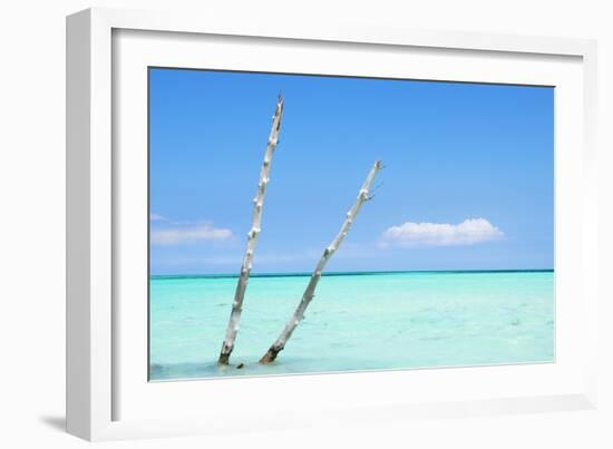 Cuba Fuerte Collection - Aquatic Tree II-Philippe Hugonnard-Framed Photographic Print