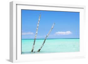 Cuba Fuerte Collection - Aquatic Tree II-Philippe Hugonnard-Framed Photographic Print