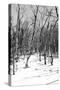 Cuba Fuerte Collection B&W - Desert of White Trees III-Philippe Hugonnard-Stretched Canvas