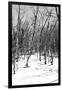 Cuba Fuerte Collection B&W - Desert of White Trees III-Philippe Hugonnard-Framed Photographic Print