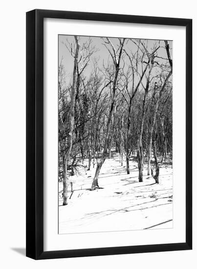 Cuba Fuerte Collection B&W - Desert of White Trees III-Philippe Hugonnard-Framed Photographic Print