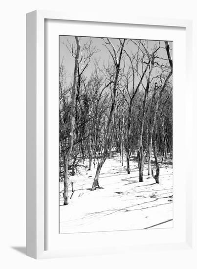 Cuba Fuerte Collection B&W - Desert of White Trees III-Philippe Hugonnard-Framed Photographic Print