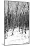 Cuba Fuerte Collection B&W - Desert of White Trees III-Philippe Hugonnard-Mounted Photographic Print