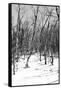 Cuba Fuerte Collection B&W - Desert of White Trees III-Philippe Hugonnard-Framed Stretched Canvas