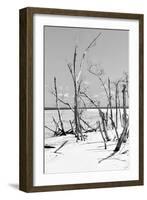 Cuba Fuerte Collection B&W - Desert of White Trees V-Philippe Hugonnard-Framed Photographic Print