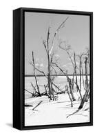 Cuba Fuerte Collection B&W - Desert of White Trees V-Philippe Hugonnard-Framed Stretched Canvas