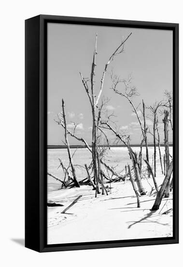 Cuba Fuerte Collection B&W - Desert of White Trees V-Philippe Hugonnard-Framed Stretched Canvas