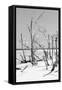 Cuba Fuerte Collection B&W - Desert of White Trees V-Philippe Hugonnard-Framed Stretched Canvas