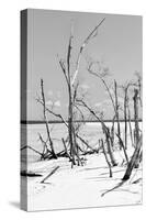 Cuba Fuerte Collection B&W - Desert of White Trees V-Philippe Hugonnard-Stretched Canvas